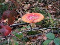 Klik op de foto voor groter formaat